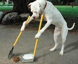 Dog Clearing up after himself