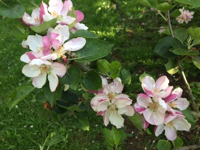 Apple Blossom in Millenium Orchard May 2019